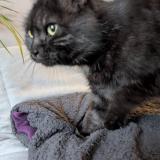 Picture of cat lost at Compiegne