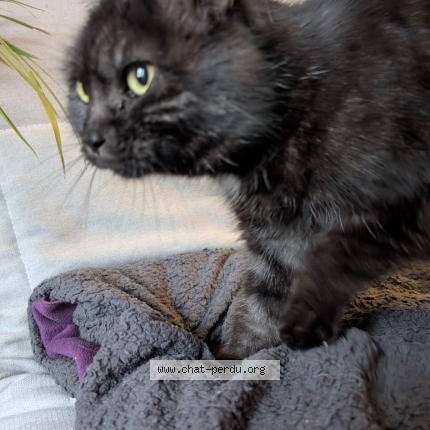 Photo 1/4 Rio Chat lost in Compiegne