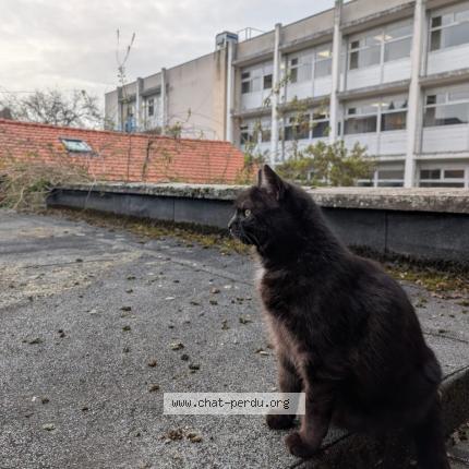 Photo 2/4 Rio Chat lost in Compiegne