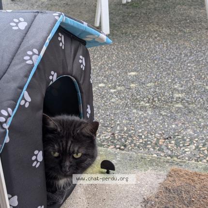 Photo 3/4 Rio Chat lost in Compiegne