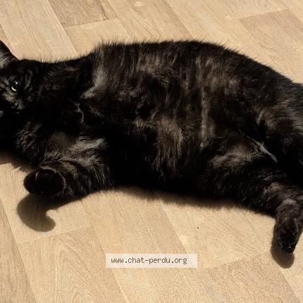 Photo 4/4 Rio Chat lost in Compiegne