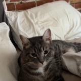Picture of cat lost at St Jean Sur Richelieu