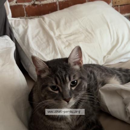 Photo 1/1 Tokyo Chat lost in St jean sur richelieu