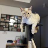 Picture of cat lost at Elven