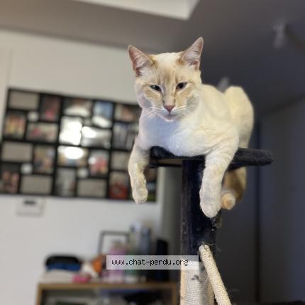 Photo 1/1 Plume Chat lost in Elven