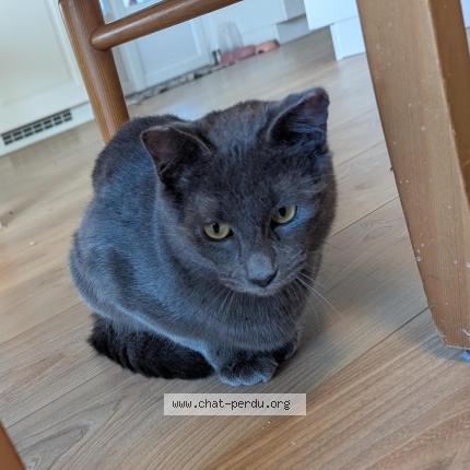 Photo 1/1 Timiou Chat lost in Parempuyre