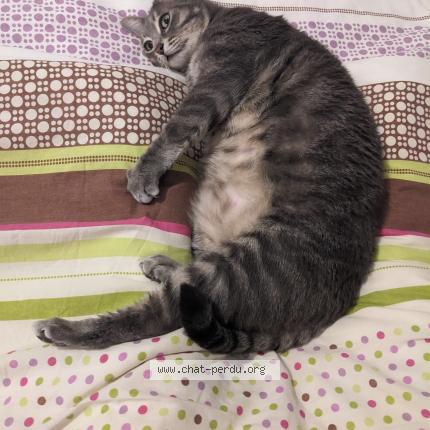 Photo 1/1 Fuji Chat lost in Bordeaux