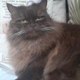 Picture of cat lost at Aubagne