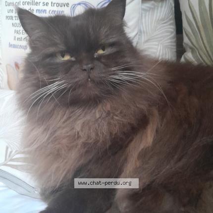 Photo 1/1 Choco Chat lost in Aubagne