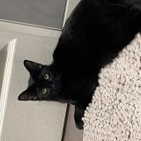 Picture of cat lost at Le Blanc Mesnil