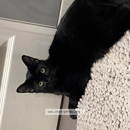 Photo 1/1 Oreo Chat lost in Le blanc mesnil