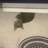 Picture of cat found at Reims