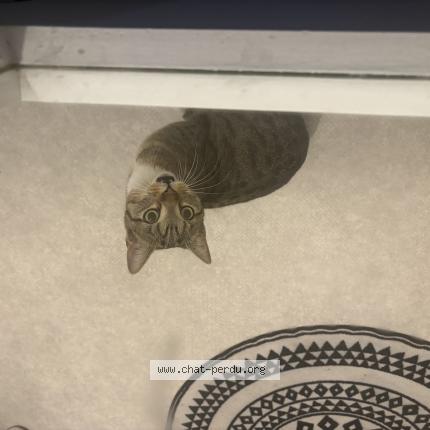 Photo 1/1 Found cat Found in Reims