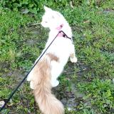 Picture of cat lost at Colomiers