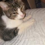 Picture of cat lost at Chartres