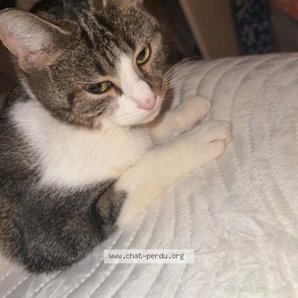 Photo 1/1 Nala Chat lost in Chartres