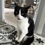 Picture of cat lost at Angouleme