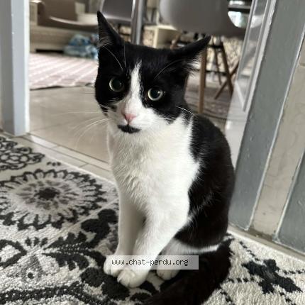 Photo 1/1 Minouche Chat lost in Angouleme