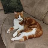 Picture of cat lost at Laon