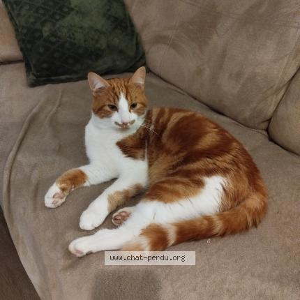 Photo 1/1 Appy Chat lost in Laon