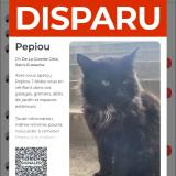 Picture of cat lost at Sainteustache