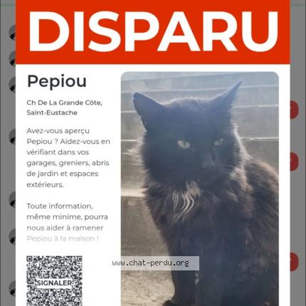 Photo 1/1 Pepiou Cat lost in Saint Eustache