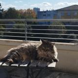 Picture of cat lost at Toulouse