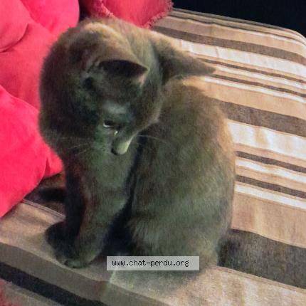 Photo 1/1 Jojo Chat lost in Montmorency