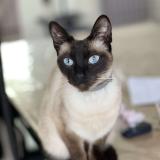 Picture of cat lost at Vatteville La Rue