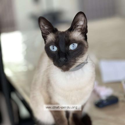 Photo 1/1 Alaska Chat lost in Vatteville la rue