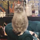 Picture of cat lost at Maisons Laffitte