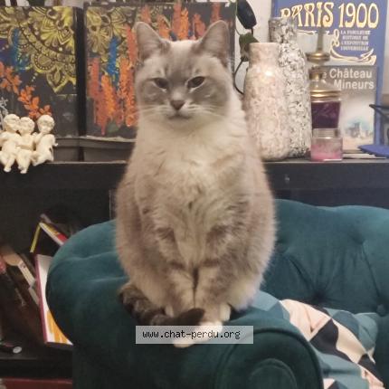 Photo 1/1 Isidore Chat lost in Maisons laffitte