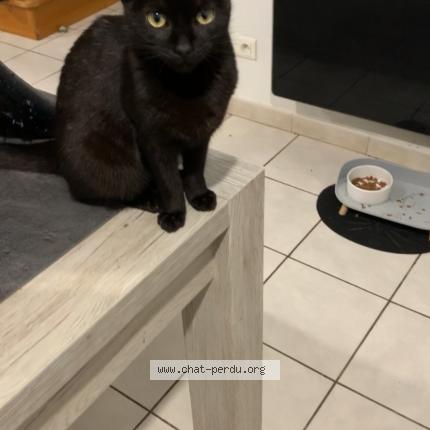 Photo 1/1 C&acirc;line Chat lost in Isbergues