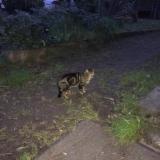 Picture of cat found at Camblanes Et Meynac