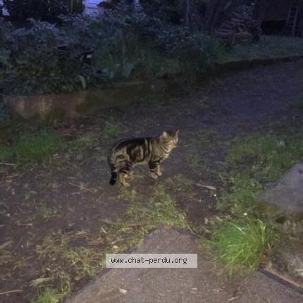 Photo 1/1 Found cat Found in Camblanes et meynac