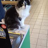 Picture of cat lost at Bourgueil