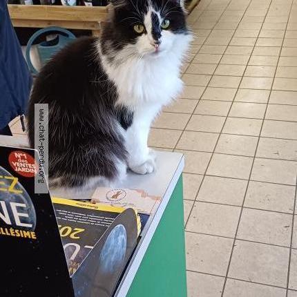 Photo 1/1 TSUKI Chat lost in Bourgueil