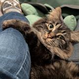 Picture of cat lost at Otterburn Park