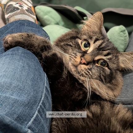 Photo 1/1 Ti nours Chat lost in Otterburn park