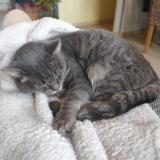 Picture of cat lost at Saint Saire