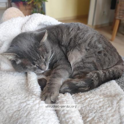 Photo 1/1 Voyou Chat lost in Saint saire