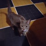 Picture of cat found at Saint Felix De Foncaude