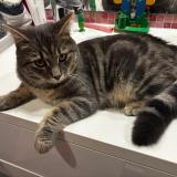 Picture of cat lost at Dormans