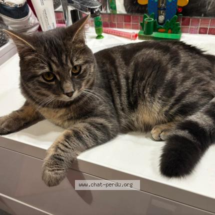 Photo 1/1 Pixel Chat lost in Dormans