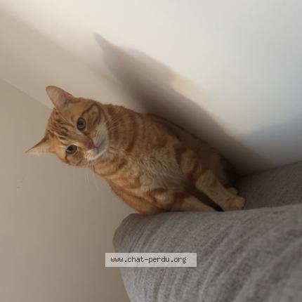 Photo 1/1 Match Chat lost in Choisy le roi