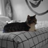 Picture of cat lost at Charnay Les Macon