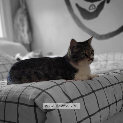 Photo 1/1 Moustache Chat lost in Charnay les macon