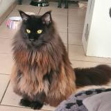 Picture of cat lost at St Vincent De Paul