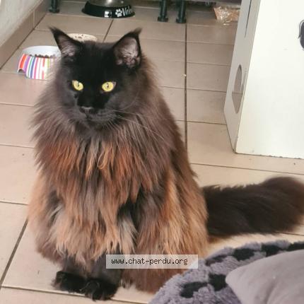 Photo 1/1 Velours Chat lost in St vincent de paul