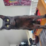 Picture of cat lost at Quebec